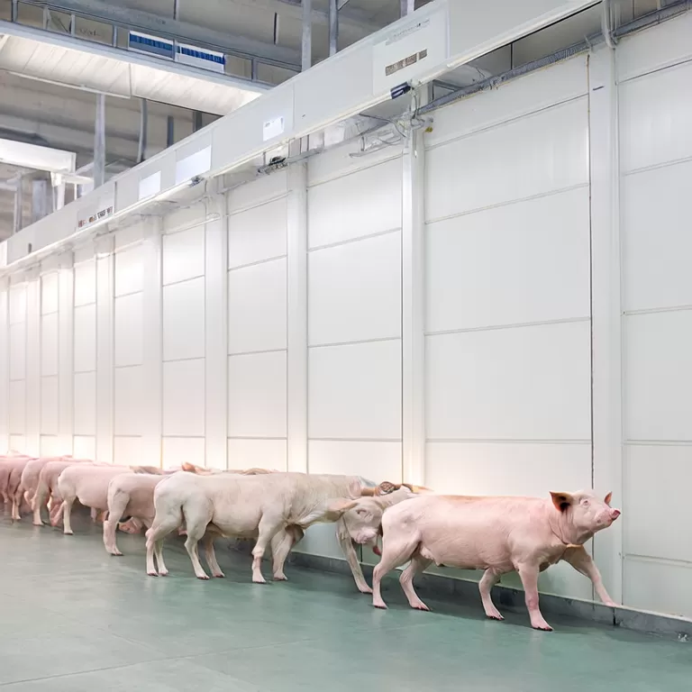 How to Choose the Right PVC Panel for Your Pig Farrowing Room